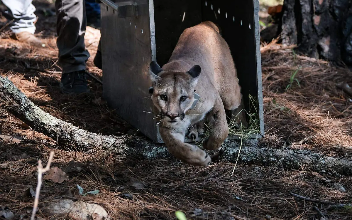 Liberación puma Bosque de la Primavera